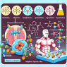 Effet de la Nandrolone sur l'adaptation à une nutrition hypocalorique